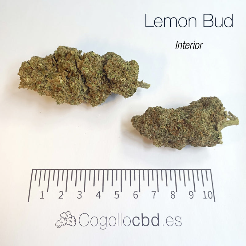 LEMON BUD 5.4% CBD - Interior