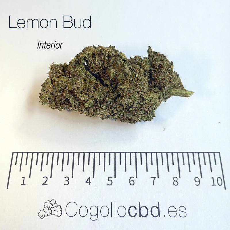 LEMON BUD 5.4% CBD - Interior