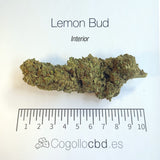 LEMON BUD 5.4% CBD - Interior