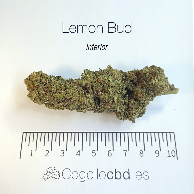 LEMON BUD 5.4% CBD - Interior
