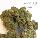 LEMON BUD 5.4% CBD - Interior