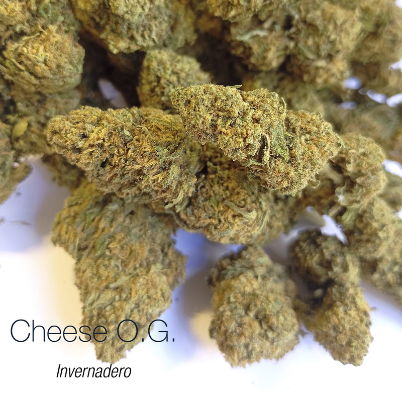 CHEESE O.G. 7.3% CBD - Invernadero