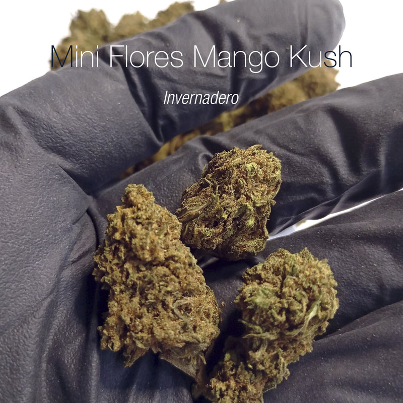 Mini Flores MANGO KUSH - Invernadero