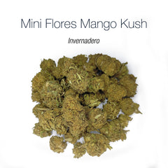 Mini Flores MANGO KUSH - Invernadero