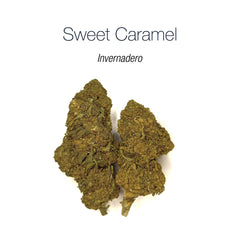 SWEET CARAMEL - Invernadero