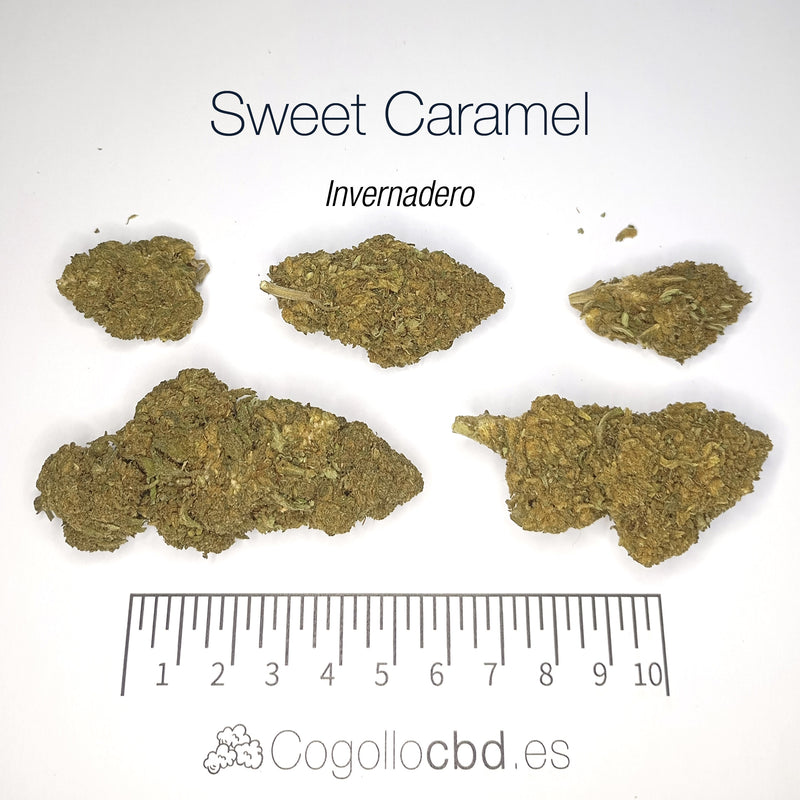SWEET CARAMEL - Invernadero