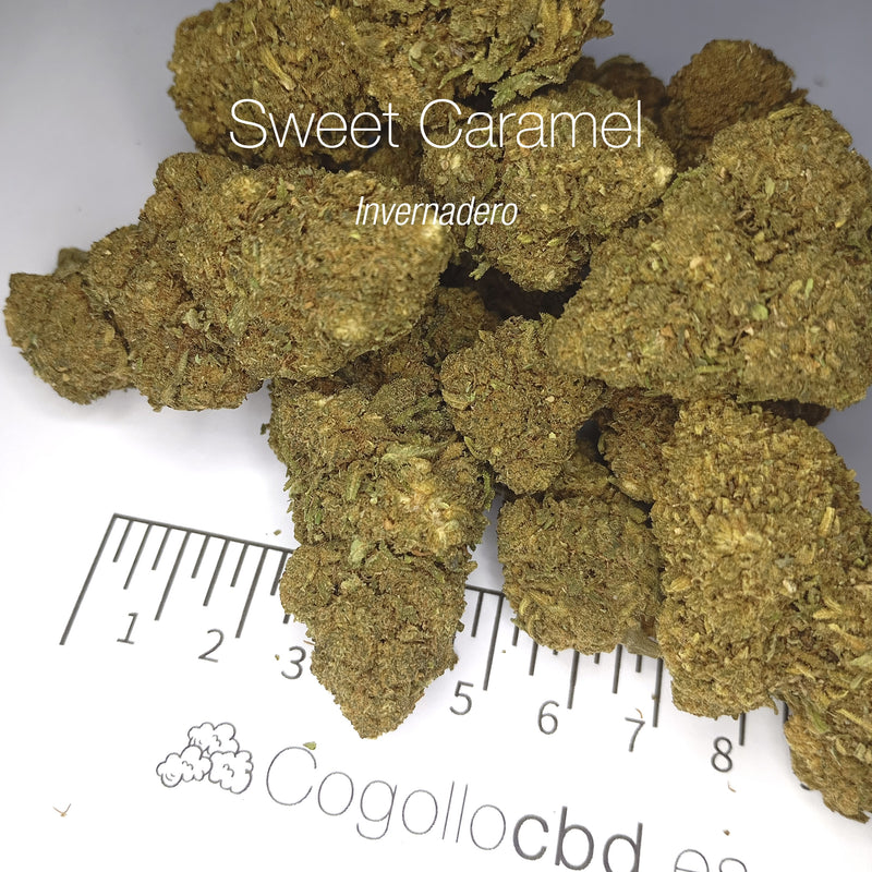 SWEET CARAMEL - Invernadero