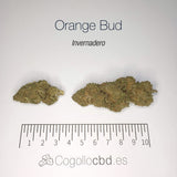 ORANGE BUD 15.2% CBD - Invernadero