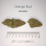 ORANGE BUD 15.2% CBD - Invernadero
