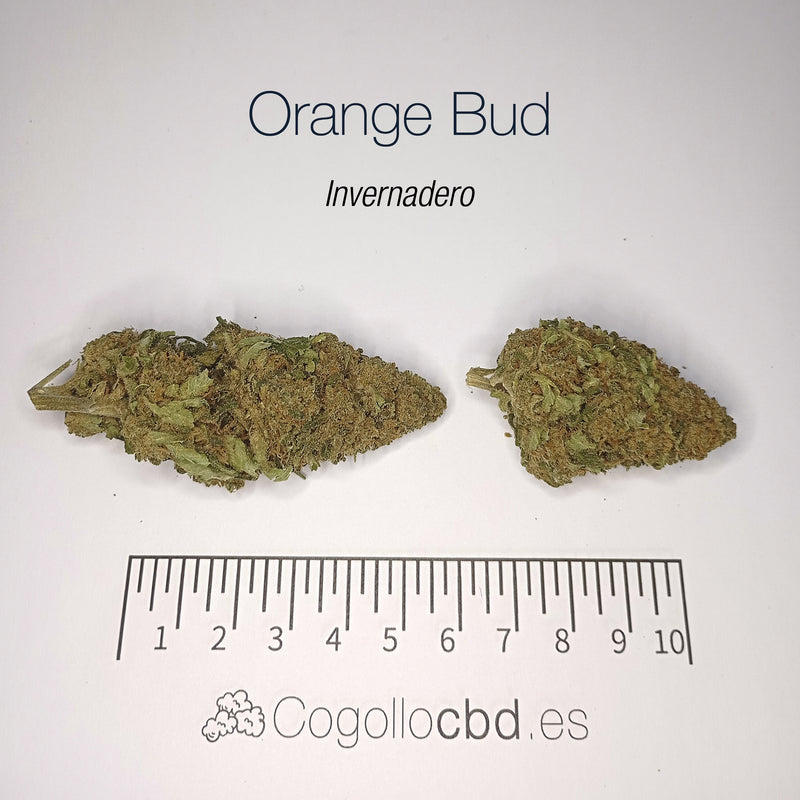 ORANGE BUD 15.2% CBD - Invernadero