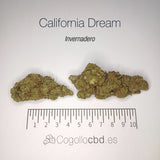CALIFORNIA DREAM 11.26% CBD - Invernadero