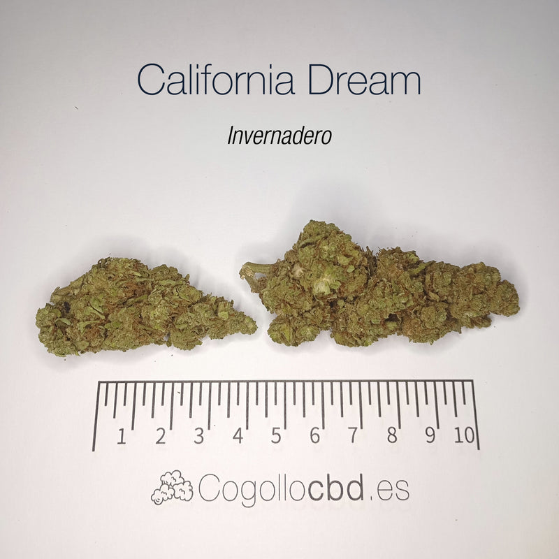CALIFORNIA DREAM 11.26% CBD - Invernadero