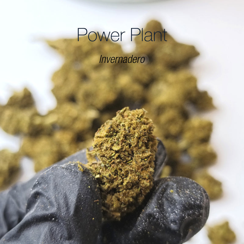 POWER PLANT 17.3% CBD - Invernadero