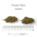 POWER PLANT 17.3% CBD - Invernadero