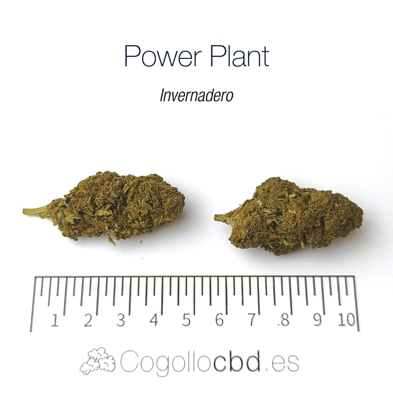 POWER PLANT 17.3% CBD - Invernadero