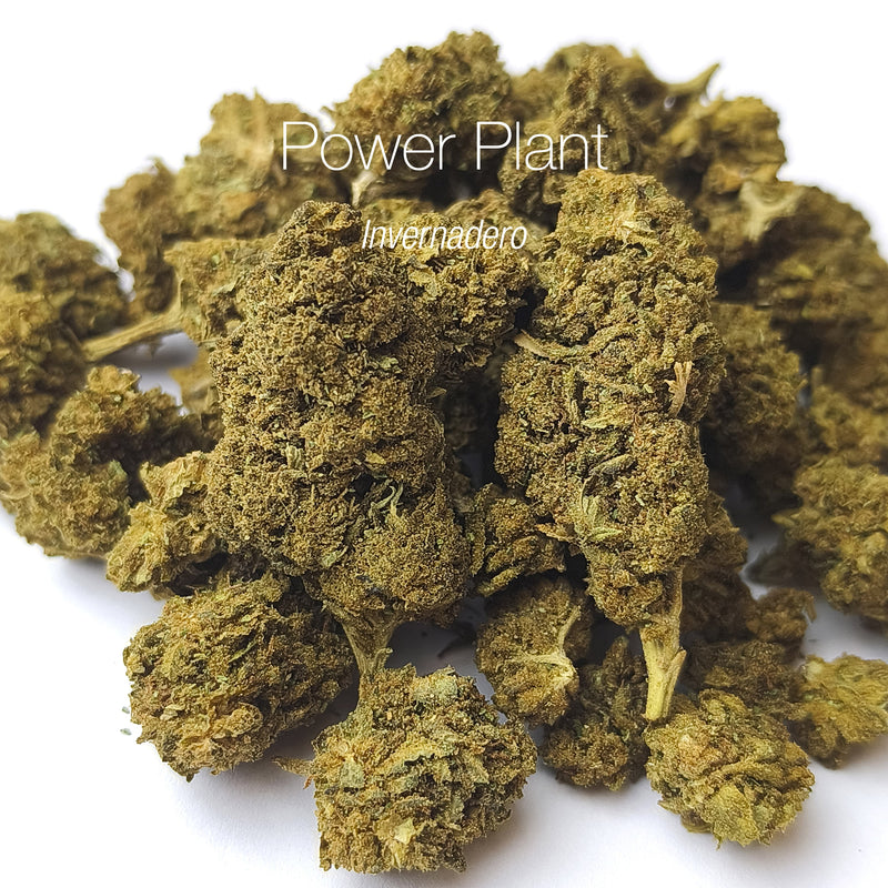 POWER PLANT 17.3% CBD - Invernadero