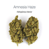 AMNESIA HAZE 20% CBD - Hidropónica Interior