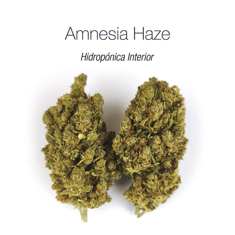 AMNESIA HAZE 20% CBD - Hidropónica Interior