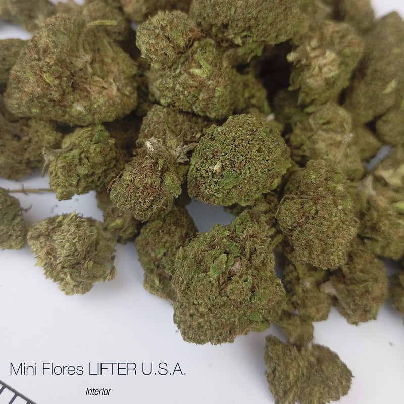 Mini Flores LIFTER U.S.A. 9.64% CBD - Interior