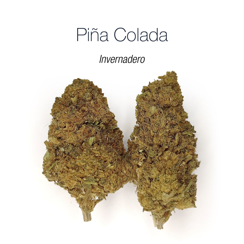 PIÑA COLADA - MEGA OFERTA !!!