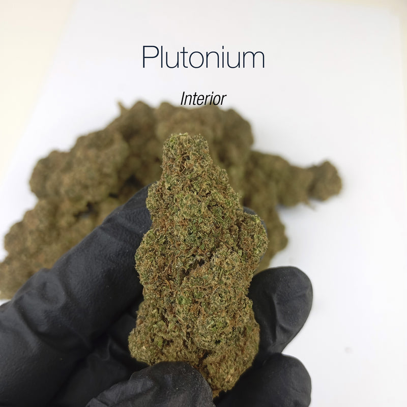 PLUTONIUM 7.6% CBD - Interior