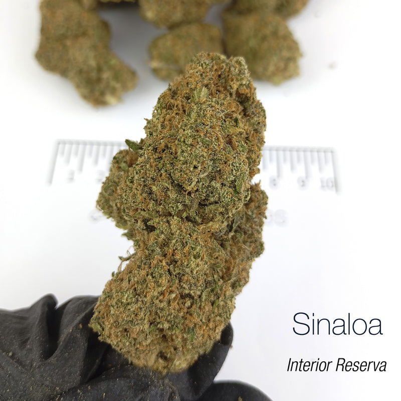 SINALOA 10.87% CBD - Interior Reserva