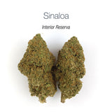 SINALOA 10.87% CBD - Interior Reserva