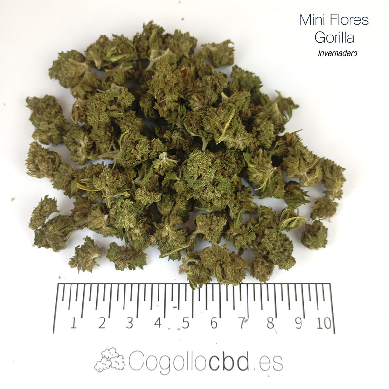 Mini Flores GORILLA 5.19% CBD - Invernadero
