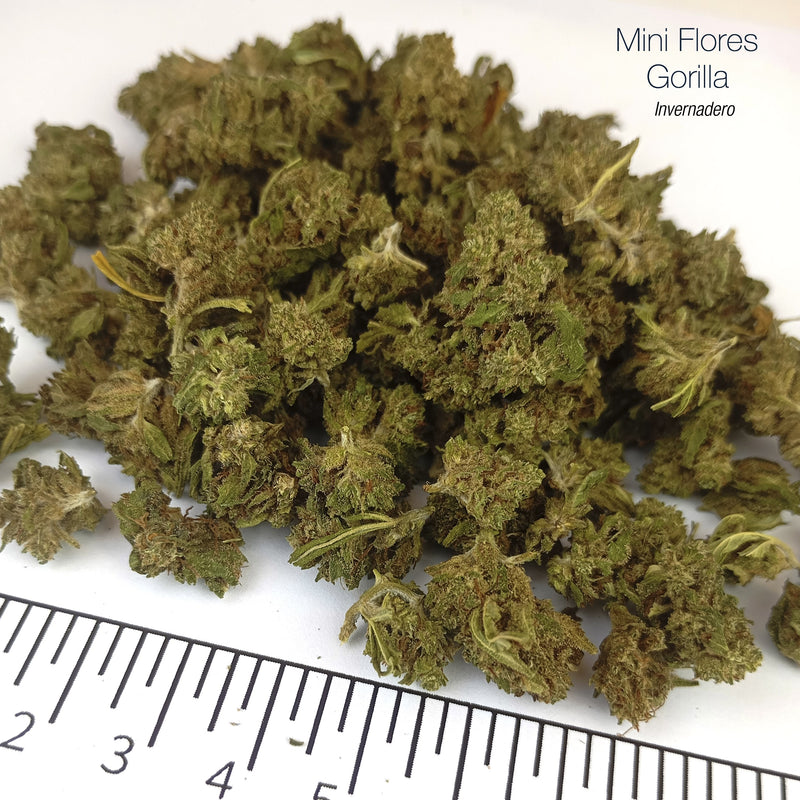Mini Flores GORILLA 5.19% CBD - Invernadero