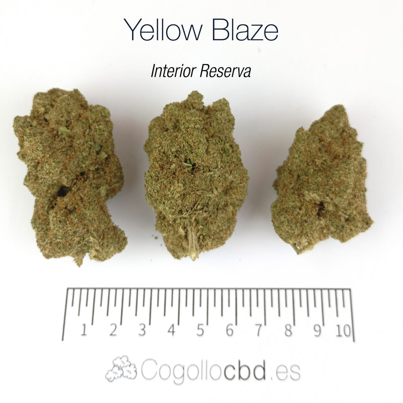 YELLOW BLAZE 10.45% CBD - Interior Reserva