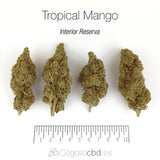 TROPICAL MANGO 10% CBD - Interior Reserva