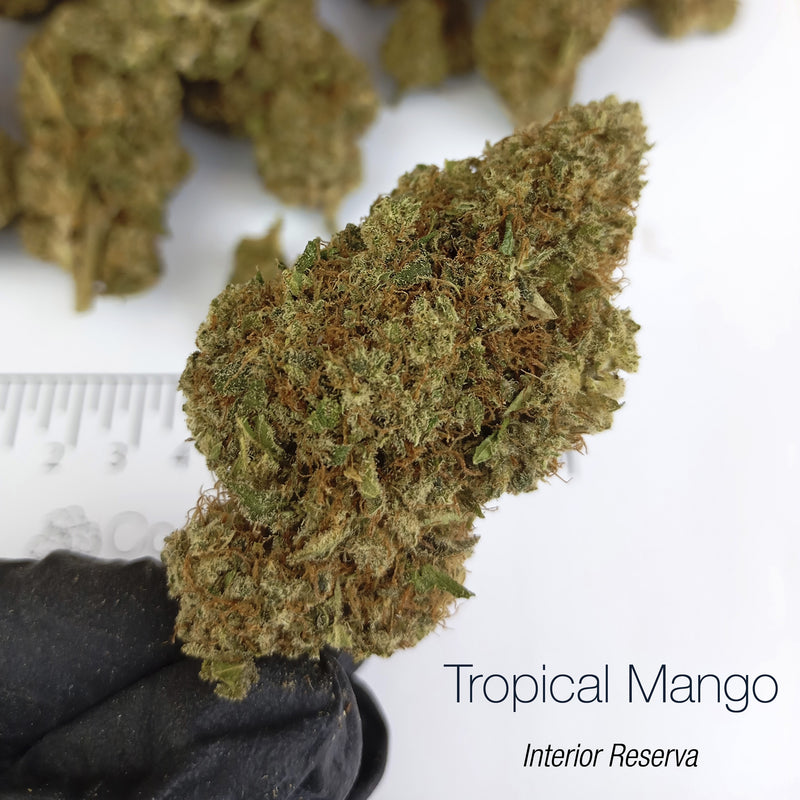 TROPICAL MANGO 10% CBD - Interior Reserva