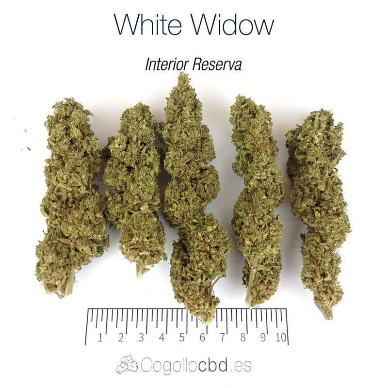 WHITE WIDOW 7.93% CBD - Interior Reserva