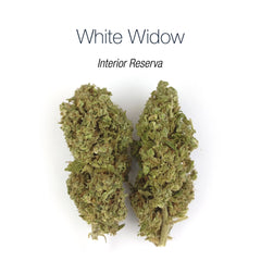 WHITE WIDOW 7.93% CBD - Interior Reserva
