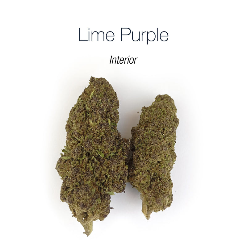 LIME PURPLE HAZE 10.93% CBD - Interior