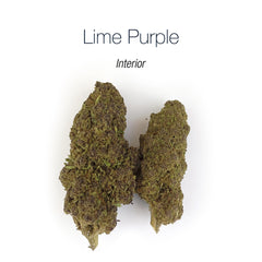 LIME PURPLE HAZE 10.93% CBD - Interior