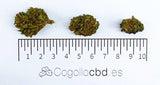 Mini Flores RAINBOW 7.23% CBD - Invernadero