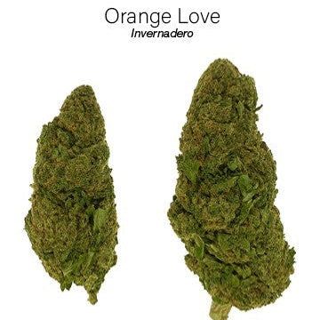 ORANGE LOVE 7.46% CBD - Invernadero
