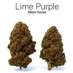 LIME PURPLE 7,79% CBD - Glass House