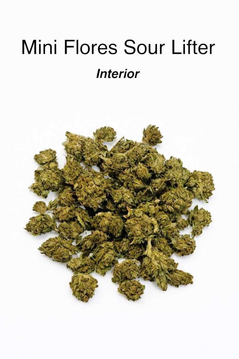 Mini Flores Sour Lifter 12,17% CBD - Interior