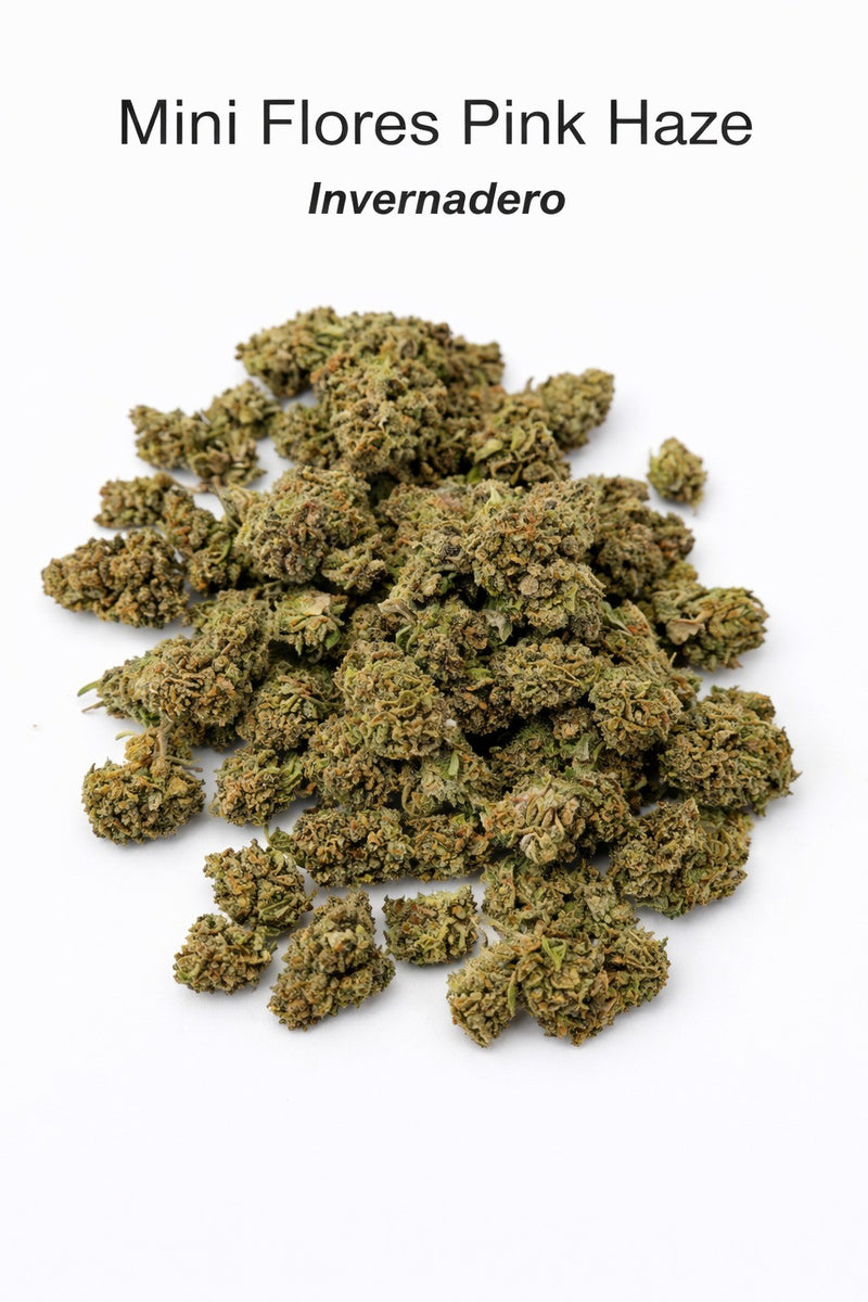 Mini Flores Pink Haze 13.57% CBD - Invernadero