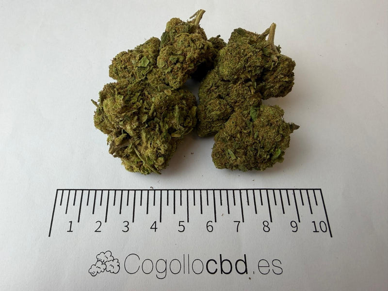 Alien 15,63% CBD - Glass House