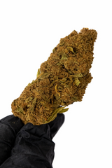 MANGO O.G 12.92% CBD - Glass House