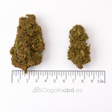 MANGO O.G 12.92% CBD - Glass House