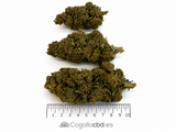 ULTRA PINK 14.88% CBD - Invernadero