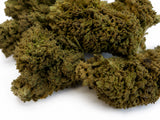 ULTRA PINK 14.88% CBD - Invernadero