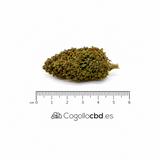APPLE FRITZER 6.8% CBD - Invernadero
