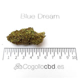 Blue Dream - cogollo CBD