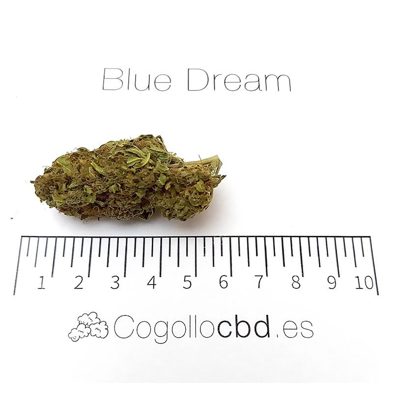Blue Dream - cogollo CBD