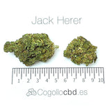 Jack Herer - cogollo CBD